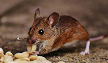 24 Hour & Emergency Exterminators in Huntsville, AR